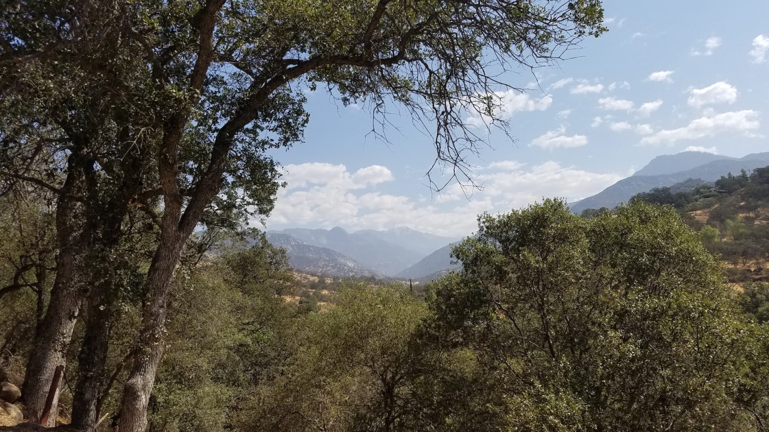 San Francisco and the Giant Sequoias